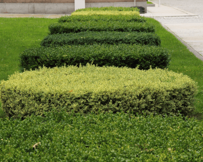 HEDGE TRIMMING